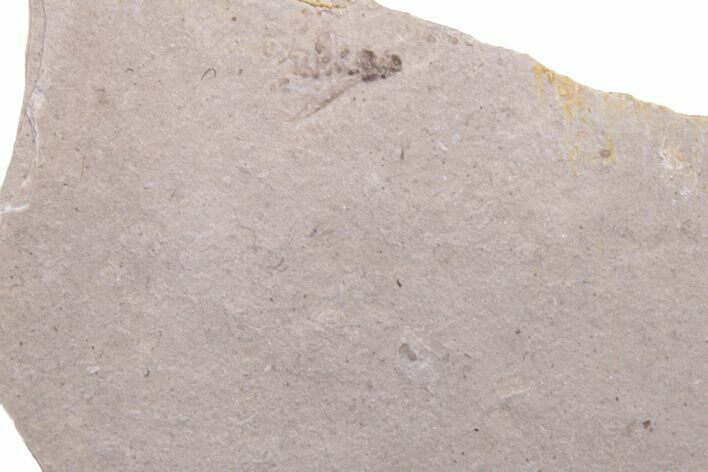 Fossil Fly (Diptera) - Ruby River Basin, Montana #216533